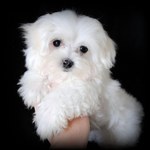 Maltese dog portrait