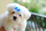 Maltese dog with a blue bow