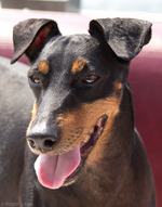 Manchester Terrier dog face