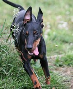 Manchester Terrier dog for a walk