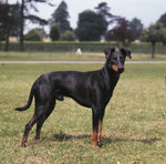 Manchester Terrier dog on the field