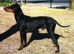 Manchester Terrier dog picture