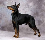 Manchester Terrier 