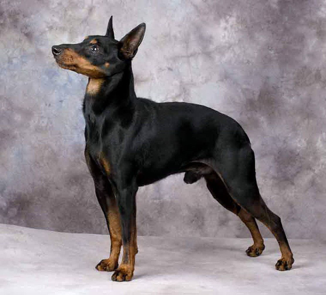 Manchester Terrier wallpaper