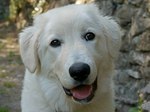 Maremma Sheepdog dog face