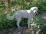 Maremma Sheepdog dog in the grass