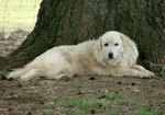 Maremma Sheepdog dog near the tree