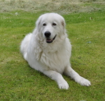 Maremma Sheepdog dog on the grass