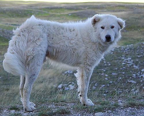 Maremma Sheepdog wallpaper