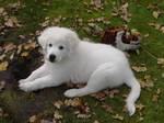 Maremma Sheepdog puppy