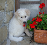 Maremma Sheepdog puppy with a flower