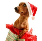 Merry Christmas Dachshund