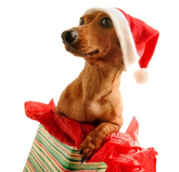 Merry Christmas Dachshund фото