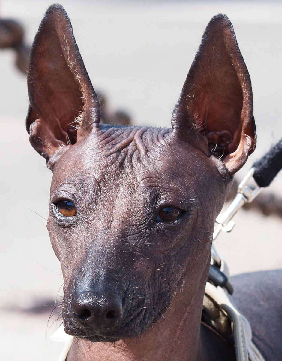 Морда мексиканской голой собаки фото