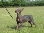 Mexican Hairless Dog on the field