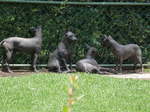 Mexican Hairless Dogs