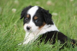 Miniature Australian Shepherd dog in the grass