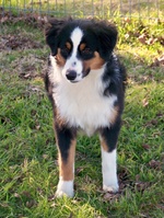 Miniature Australian Shepherd for a walk