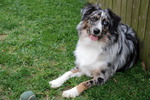 Miniature Australian Shepherd near the tree