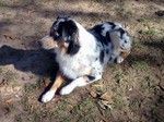 Miniature Australian Shepherd