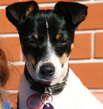 Miniature Fox Terrier dog face