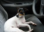 Miniature Fox Terrier in a car