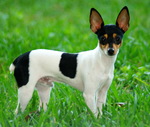 Miniature Fox Terrier in the grass