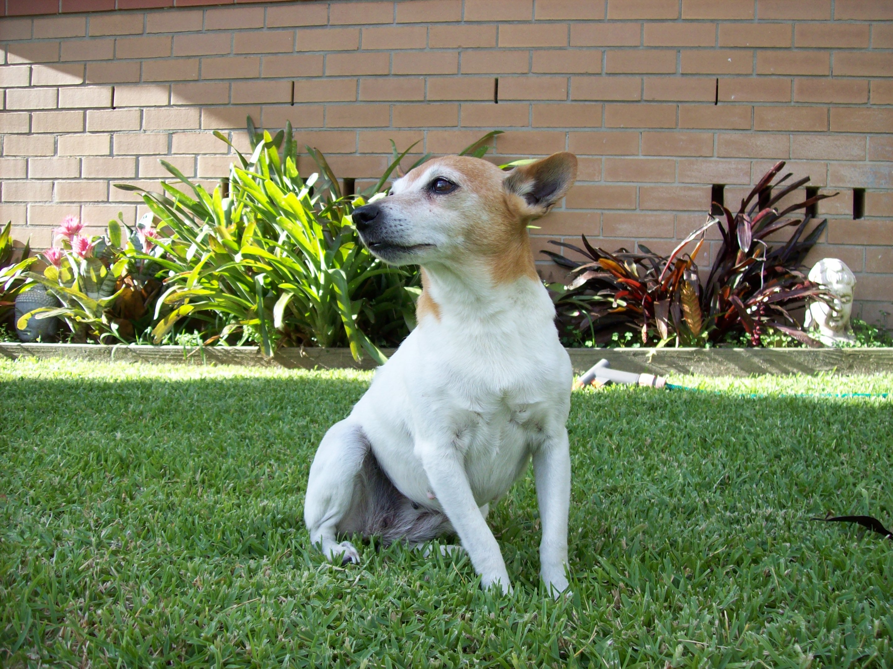 Miniature Fox Terrier wallpaper