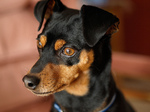 Miniature Pinscher dog face