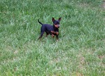 Miniature Pinscher on the grass