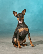 Miniature Pinscher portrait