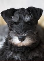 Miniature Schnauzer dog face