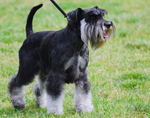 Miniature Schnauzer for a walk