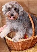 Miniature Schnauzer in a wicker basket