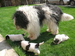 Mioritic dog with her babies