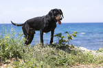 Montenegrin Mountain Hound by the ocean