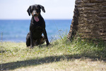 Montenegrin Mountain Hound dog