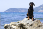 Montenegrin Mountain Hound in the mountain