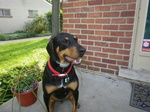 Montenegrin Mountain Hound near the house