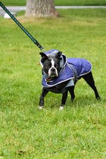 Moody Blue Paul Terrier dog