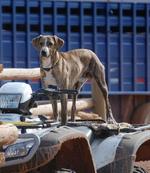 Mountain Cur dog on the car