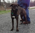 Mountain Cur dog with his owner