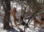 Mountain Cur dogs