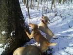 Mountain View Cur dogs