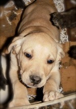 Mountain View Cur puppy