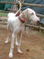 Mudhol Hound  dog in a red collar