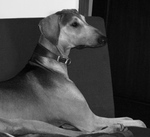 Mudhol Hound dog portrait