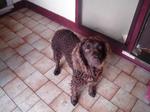 Murray River Curly Coated Retriever dog face