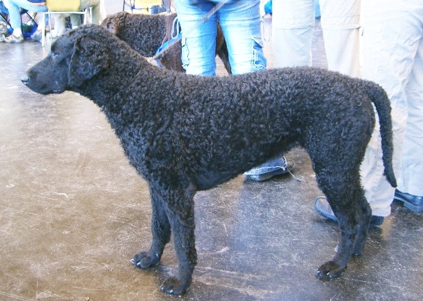 Murray River Curly Coated Retriever wallpaper