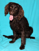 Murray River Curly Coated Retriever portrait